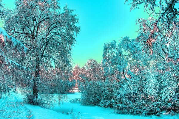 La naturaleza es hermosa en invierno rodeada de bosques