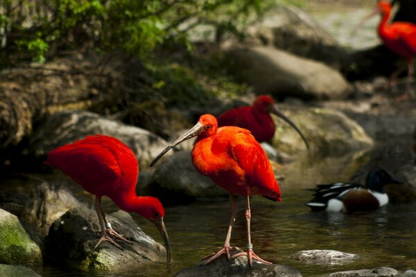 Красные дикие птицы пьют воду