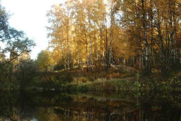 Birches in the forest by the lake in autumn