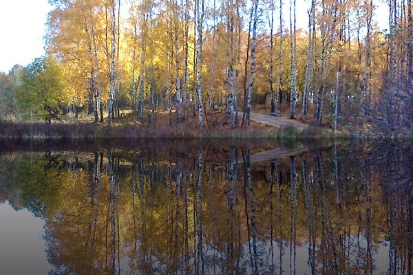 Birches on the shore of a clear lake