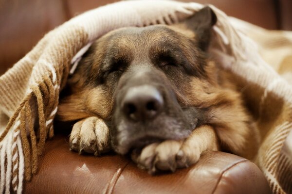 Sheepdog covers with a blanket sleeping on the couch