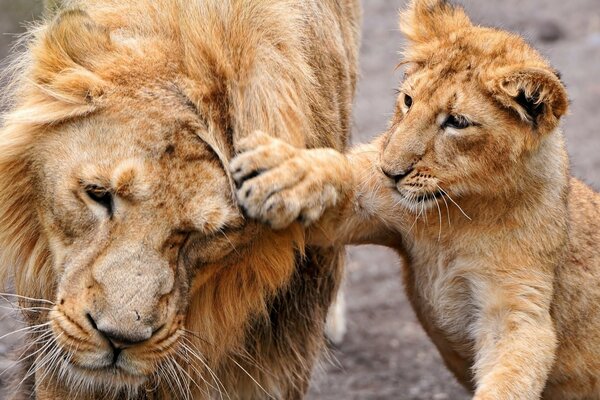 Lion avec un lionceau dans la nature