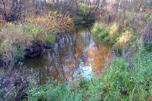 The surface of the ancient pond was covered with brown mud