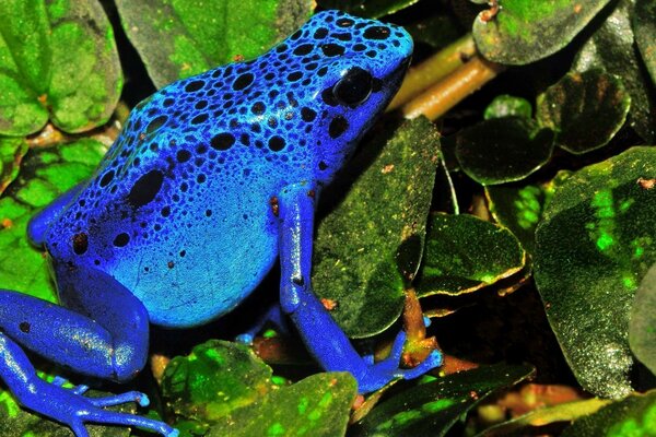 La rana blu si siede sulle foglie