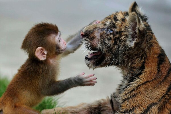 Pequeño mono acaricia a un tigre