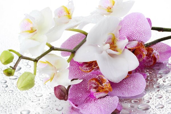 Deli e orchidee rosa sul bagnato