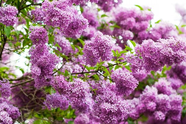 Branches de lilas dans le jardin