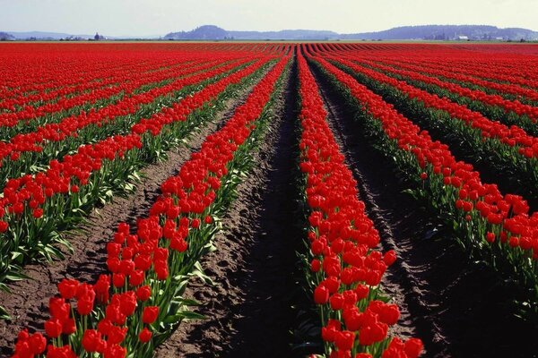 Tulpen aus dem Feld unserer Landwirtschaft