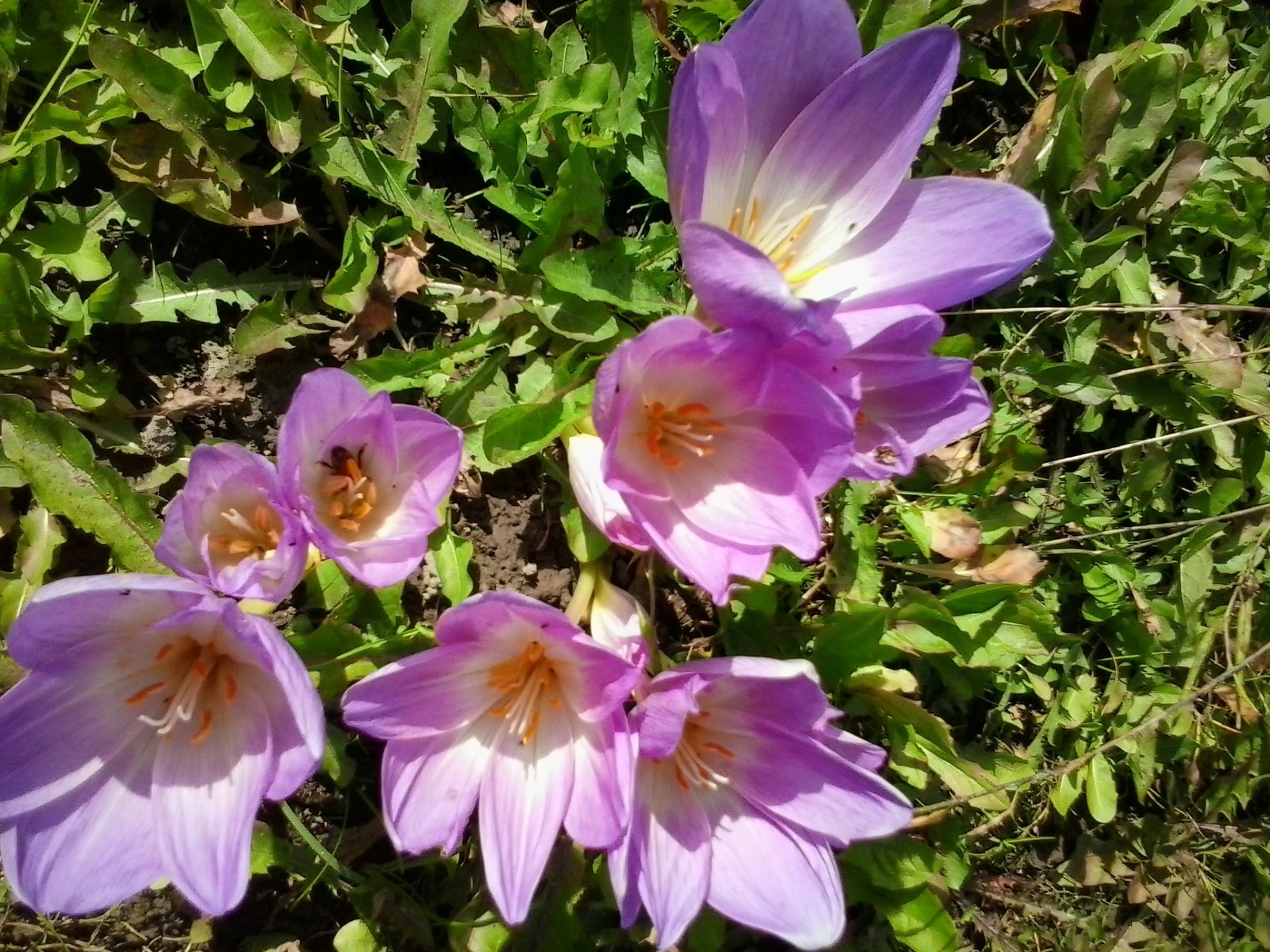 kwiaty natura kwiat ogród flora bluming lato płatek liść na zewnątrz kwiatowy kolor zbliżenie park