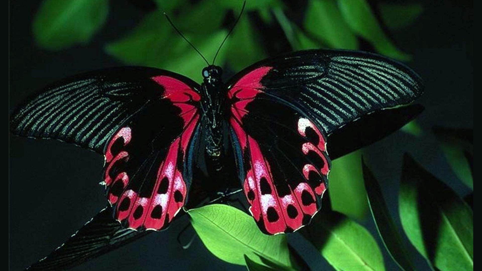 zwierzęta motyl owad bezkręgowców skrzydło natura monarch na zewnątrz przyrody pojedyncze kwiat ćma biologia ogród antena liść lato latać delikatne lepidoptera