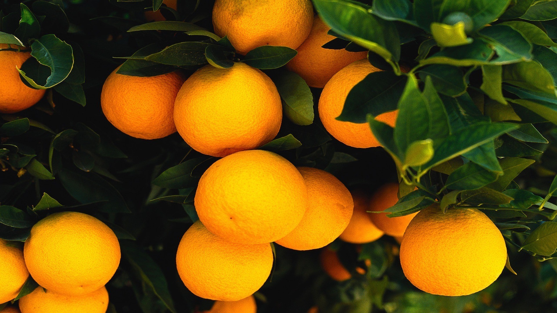 Апельсины загрузить