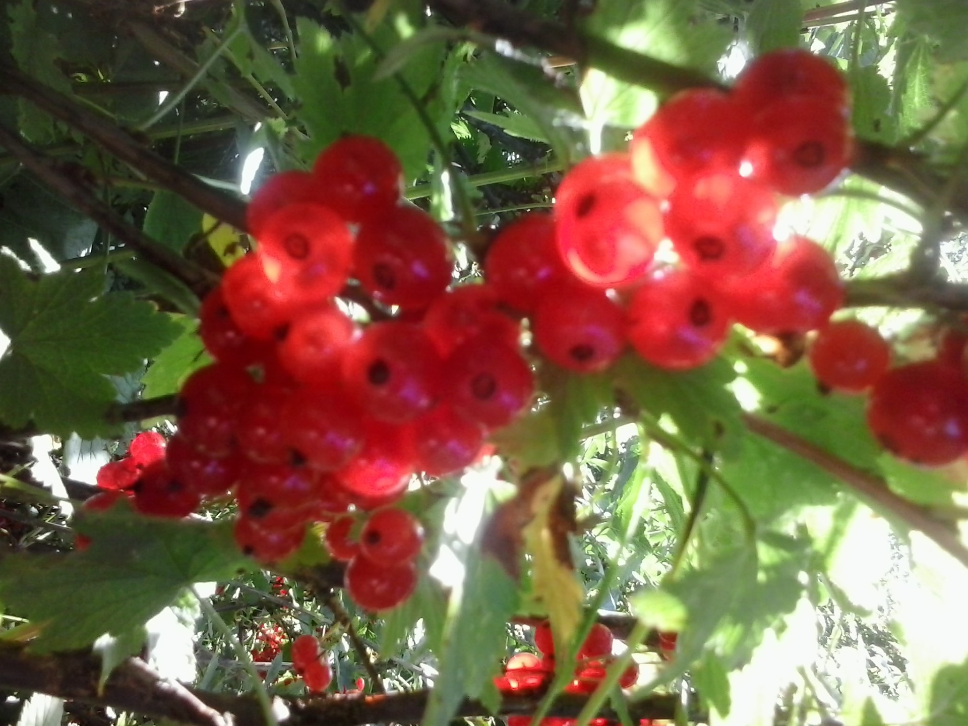 baies baie fruits branche feuille nature arbre nourriture jardin juteux confiserie cluster été pile arbuste en bonne santé couleur gros plan pâturage groseilles