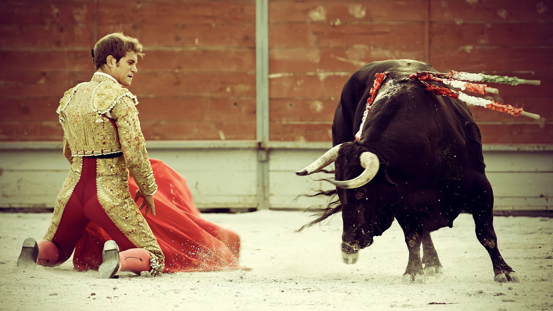 uomini toro torero arena sangue bestiame strada uomo corno festival indossare adulto capo da solo animali vivi mammifero combattente donna