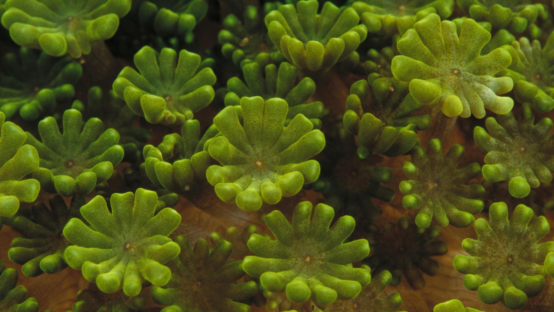 花 水下 自然 无脊椎动物 花 生物 颜色 纹理