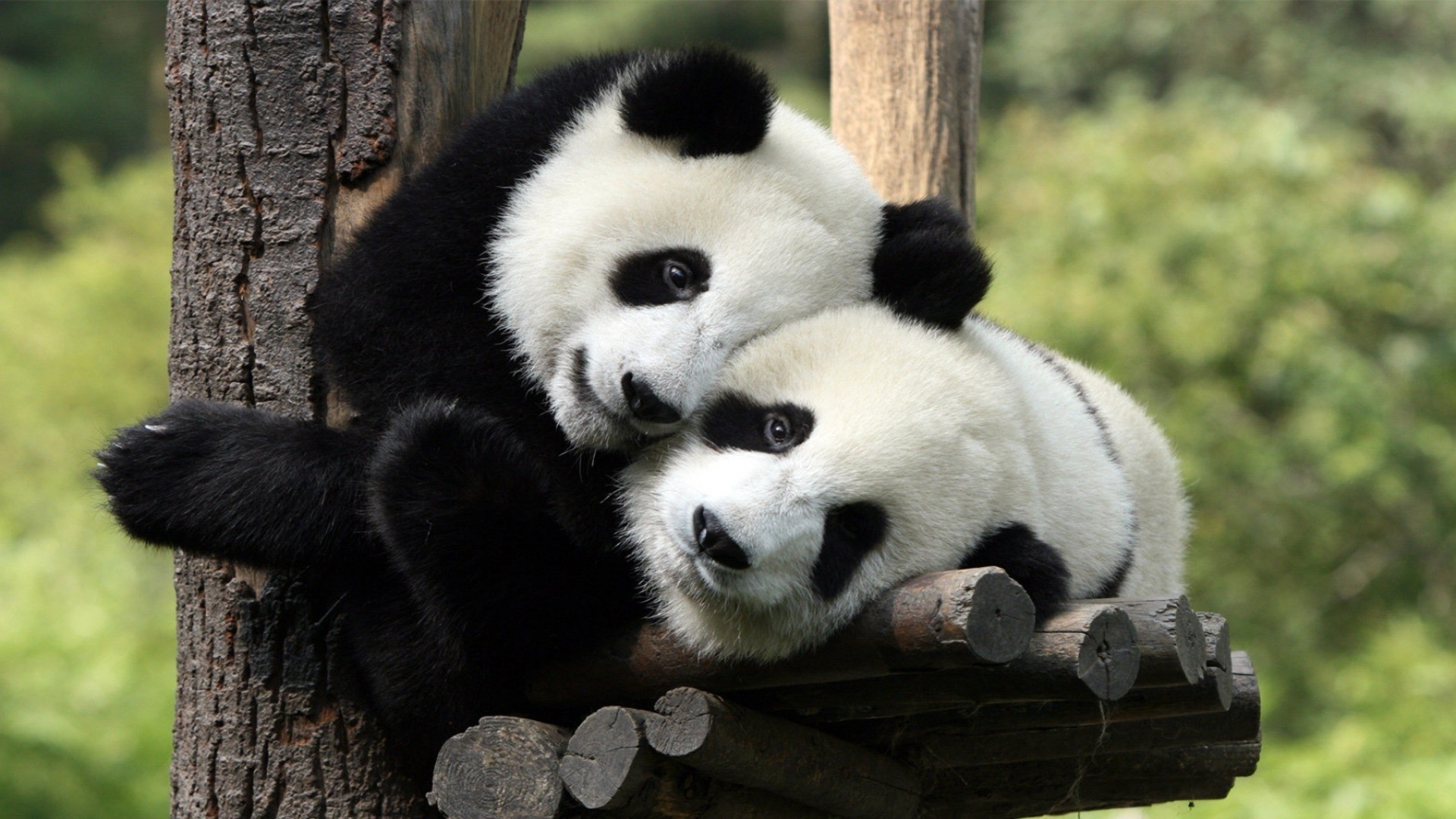 herbívoro mamífero vida silvestre animal naturaleza madera zoológico salvaje lindo piel árbol panda al aire libre