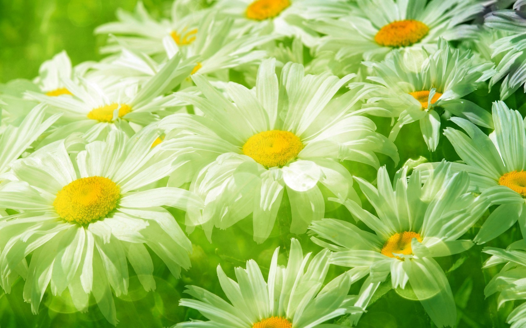 kamille natur blume flora sommer blumen blatt garten blumenstrauß blütenblatt blühen schön farbe hell kopf schließen saison heuhaufen