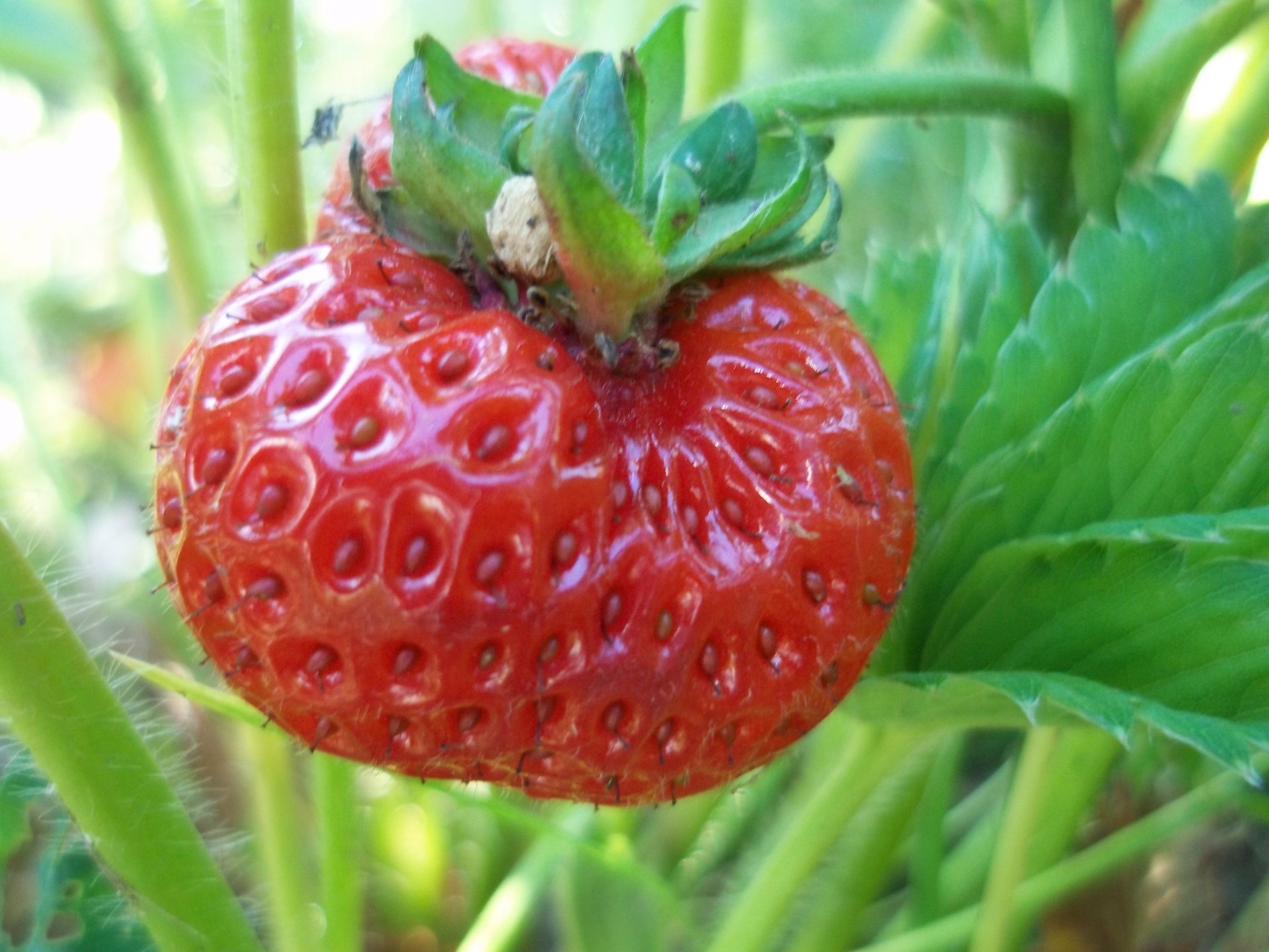 bacche cibo frutta sano salute succosa foglia natura delizioso giardino bacca fragola freschezza verdura nutrizione pascolo dieta crescere pasticceria primo piano