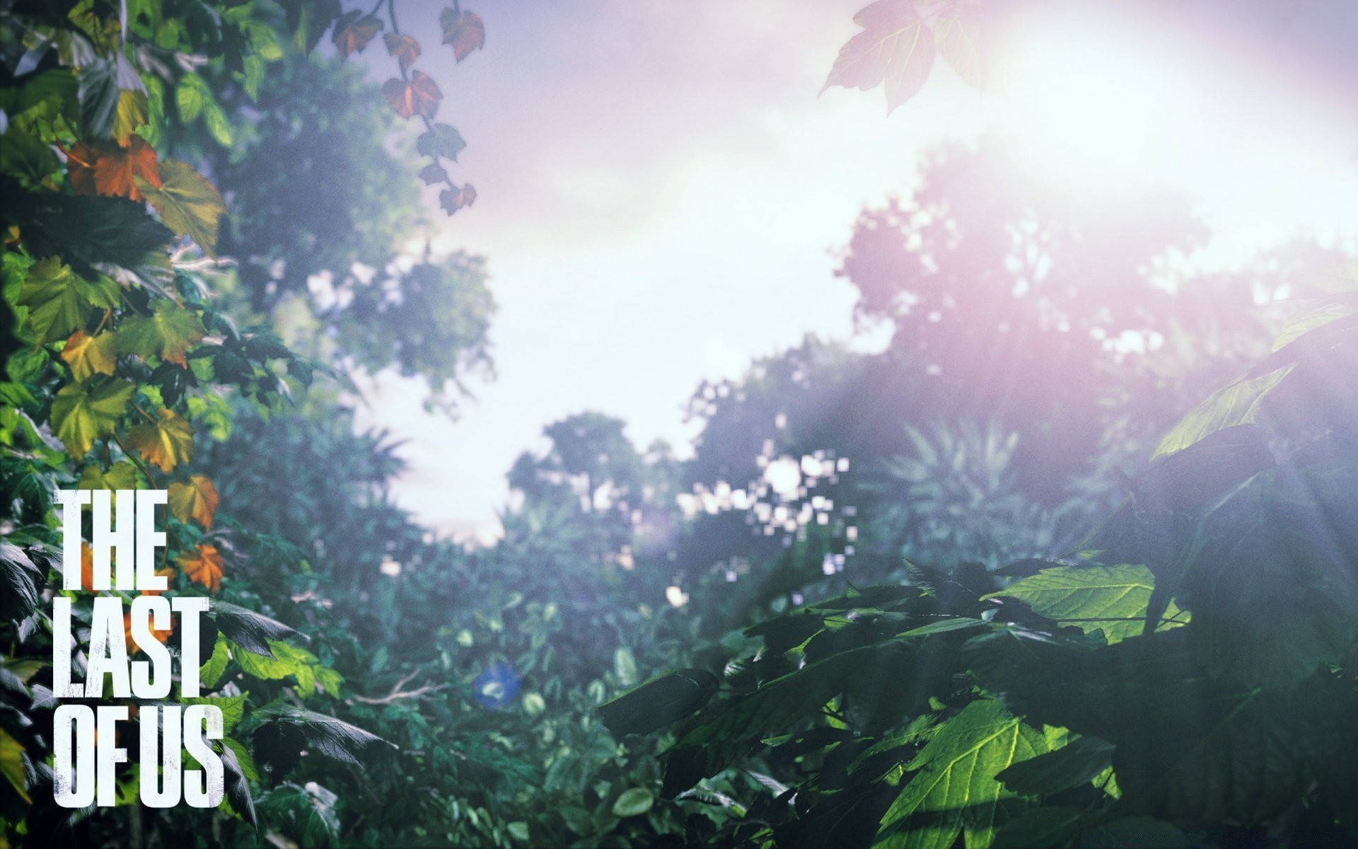 other games im freien natur blatt sommer gutes wetter dämmerung nebel wachstum üppig sonne holz holz