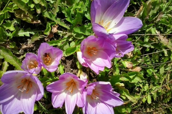 Flores moradas en el Jardín. Verano