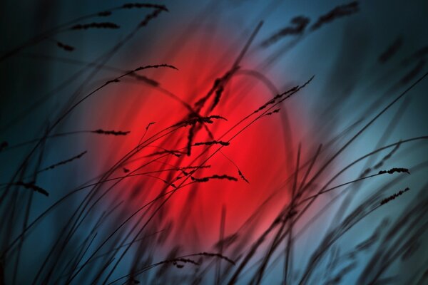 The bright red sun peeks through the blades of grass