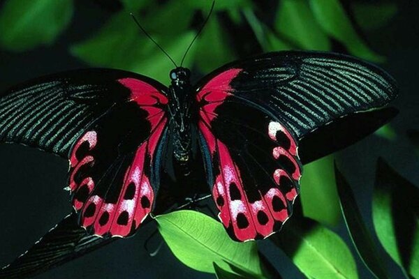 Beau papillon avec des ailes noires et rouges