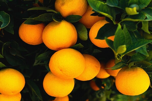 Mandarinas maduras en una rama