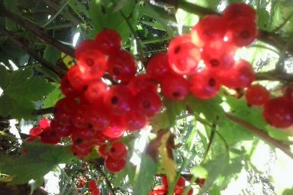 Leckere Beeren am Busch