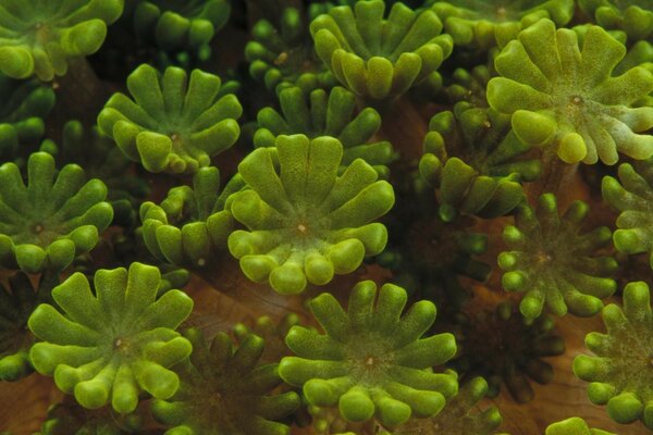 Plantas inusuales del mundo submarino