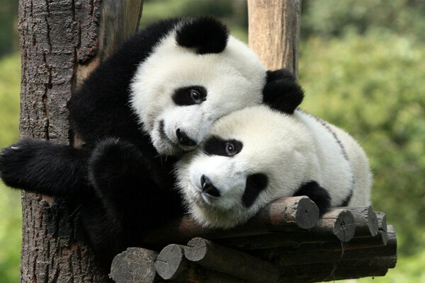 Wildlife. Cute pandas