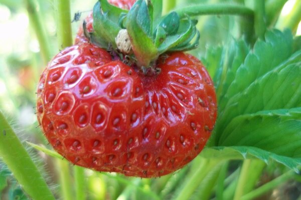 Erdbeeren im Garten. Beeren. Obst