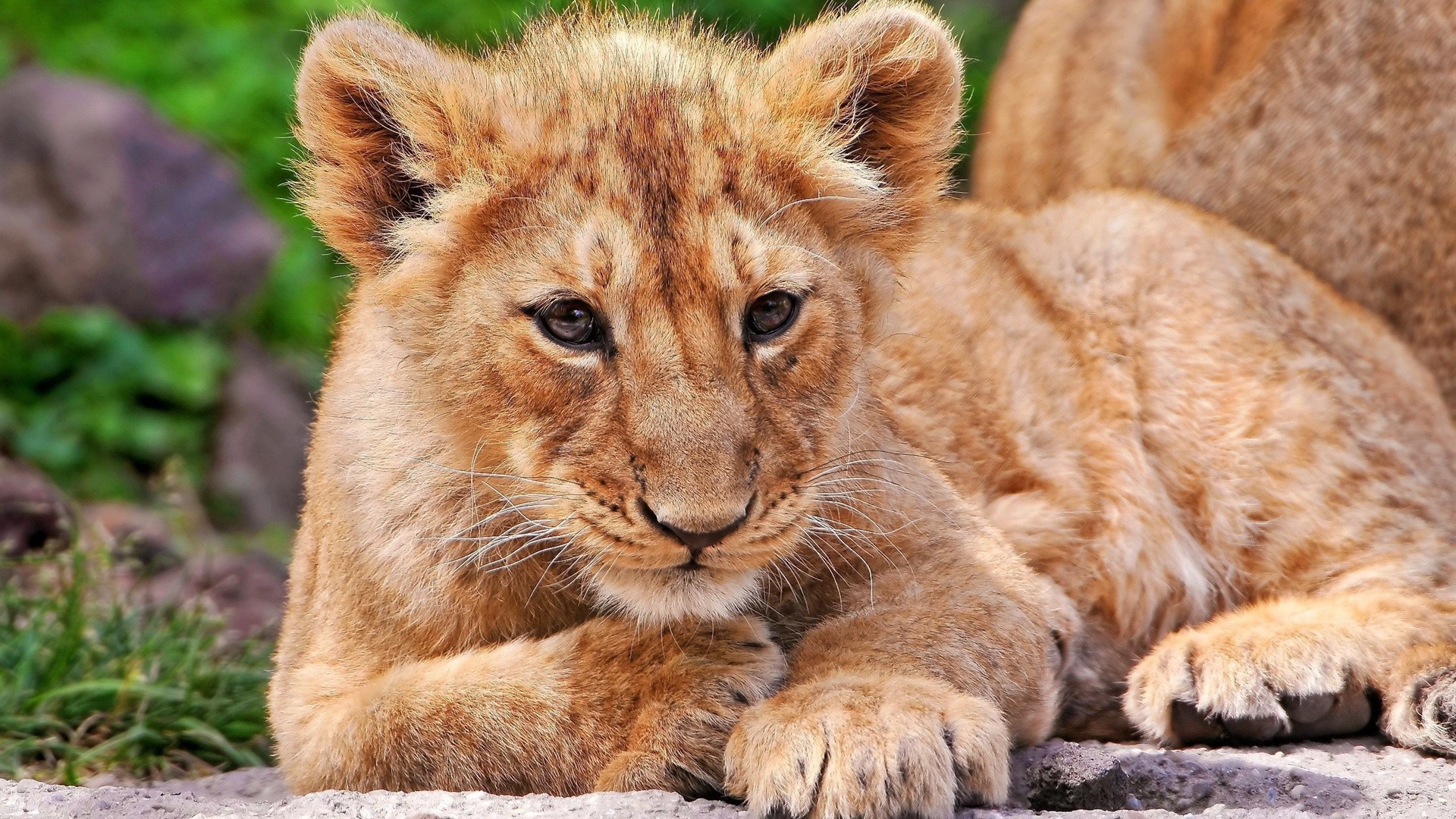 lions cat mammal wildlife predator animal wild carnivore zoo nature fur lion safari big hunter