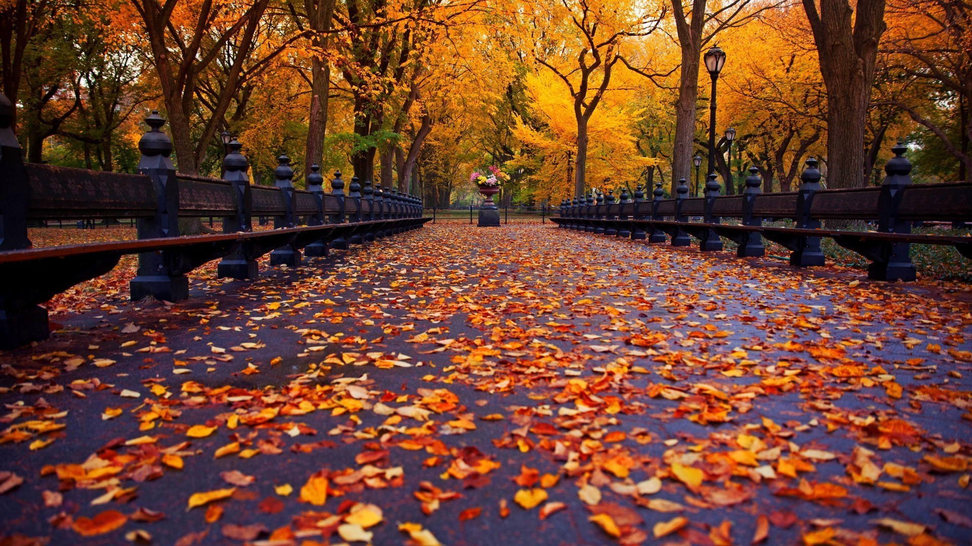 otoño otoño hoja árbol parque arce al aire libre madera temporada paisaje amanecer oro escénico naturaleza