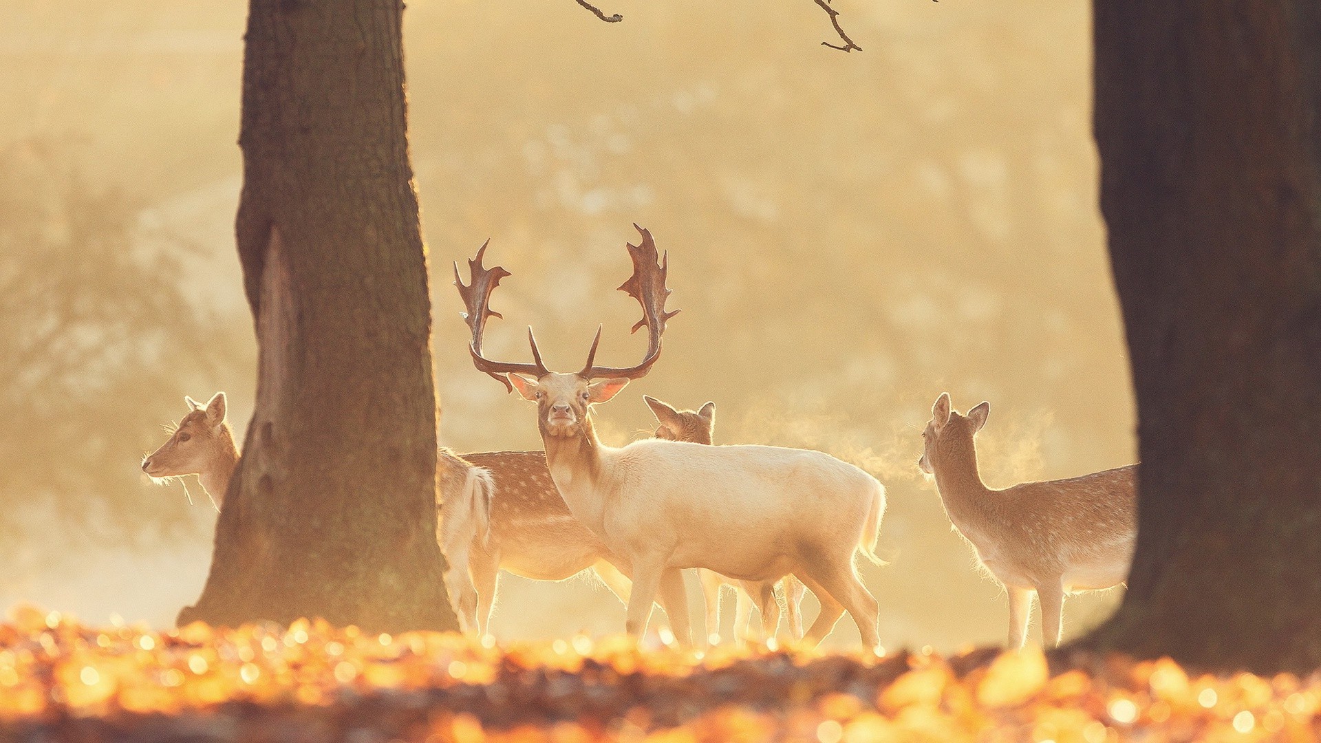 animals deer mammal wood nature outdoors tree wildlife dawn fall landscape sunset