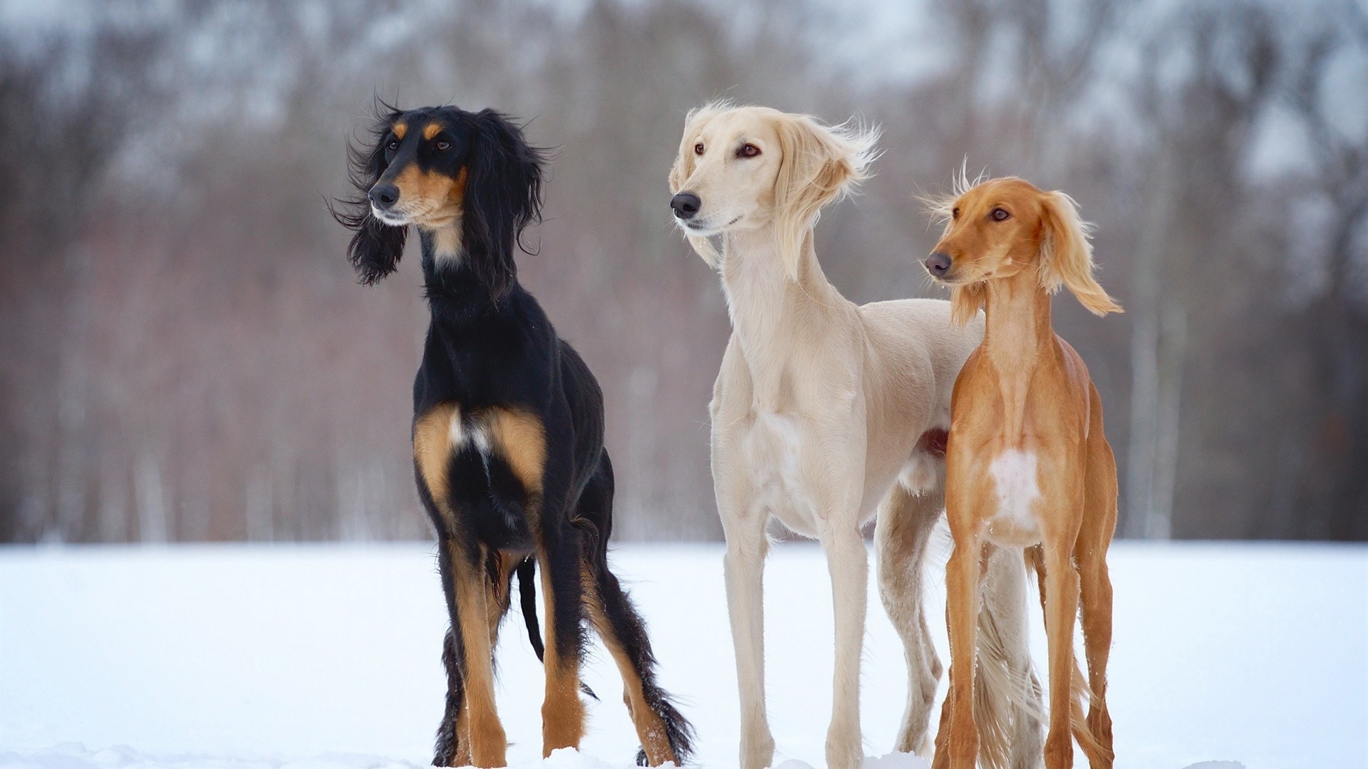 köpekler memeli köpek hayvan sevimli köpek eğitmeni