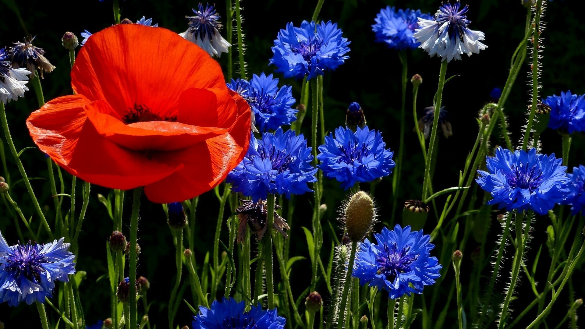 fiori fiore natura flora fiore giardino estate campo petalo fieno floreale colore foglia all aperto erba crescita compagno