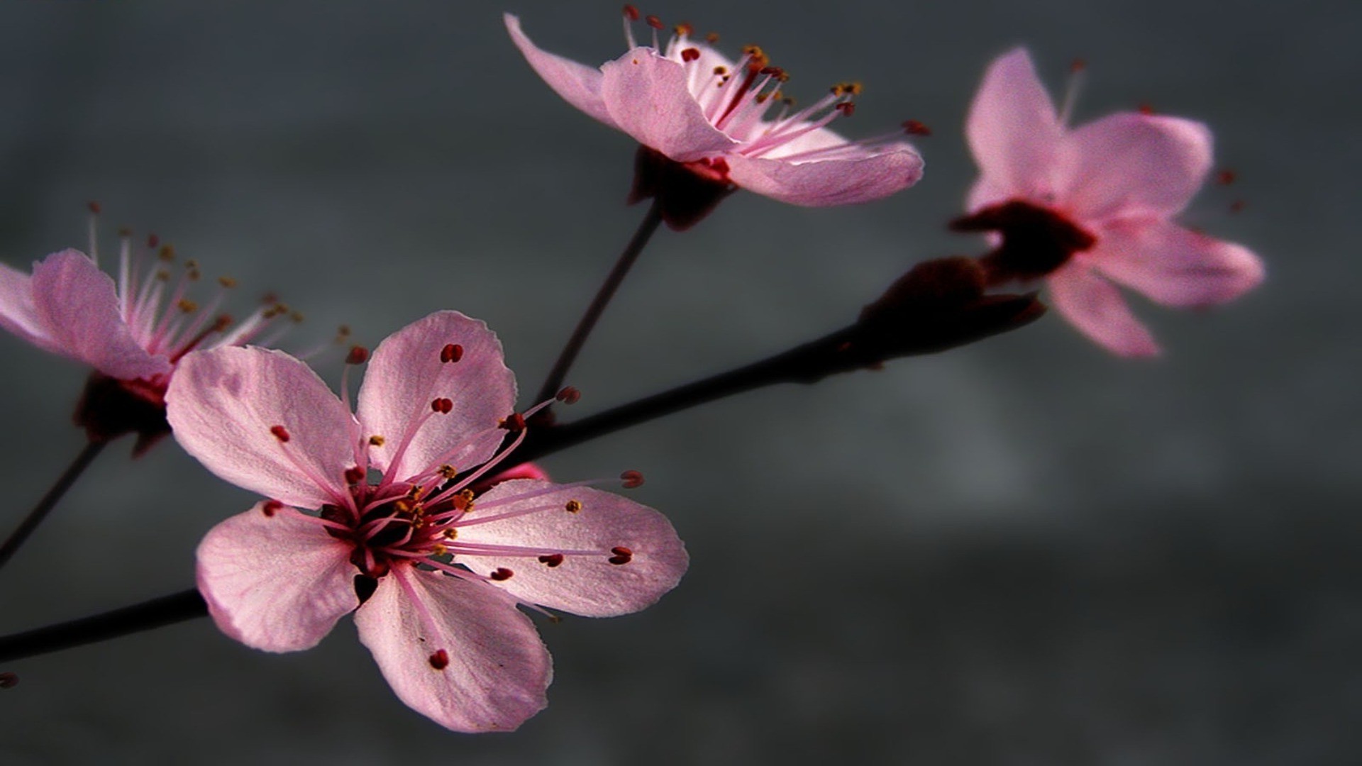 nahaufnahme blume natur flora blatt blütenblatt sanft kumpel im freien wachstum garten zweig blühen kirsche hell baum unschärfe sommer