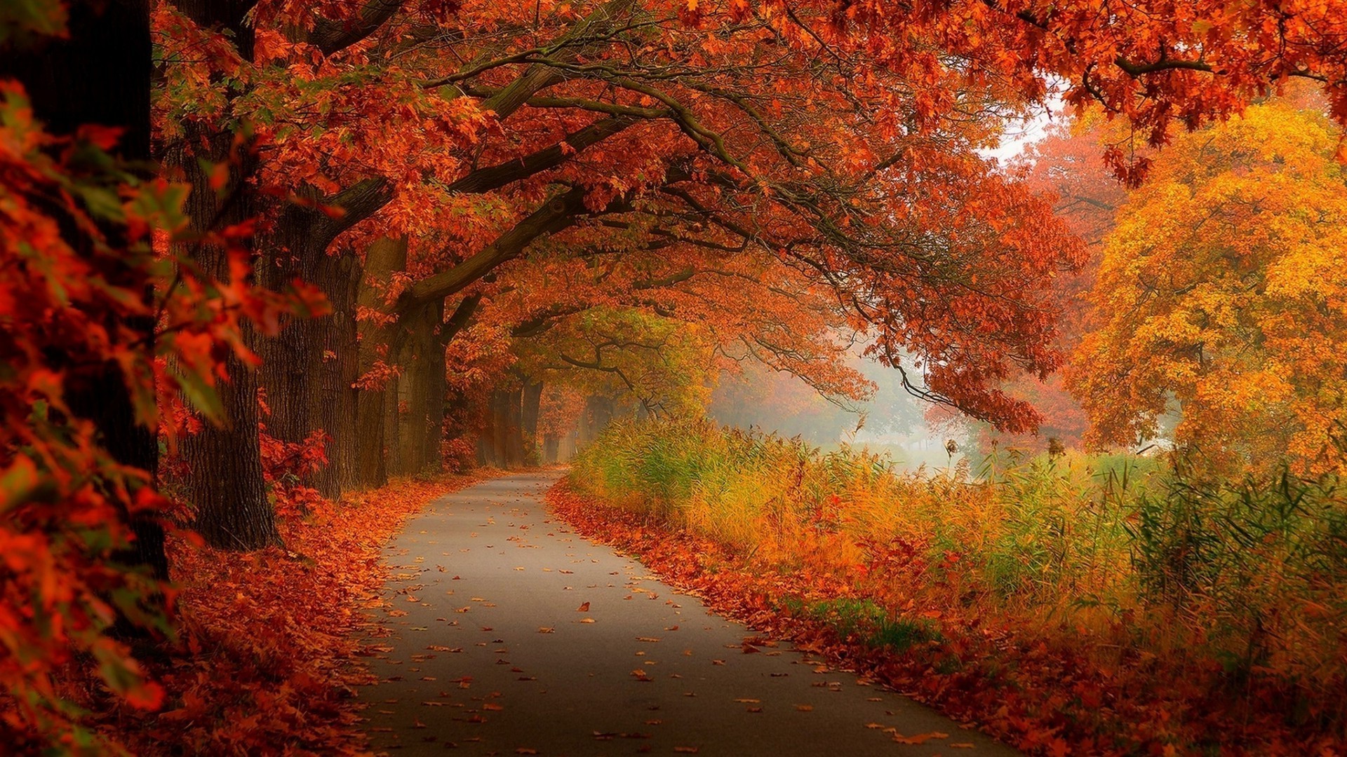 automne automne feuille érable arbre paysage bois parc nature brouillard couleur saison