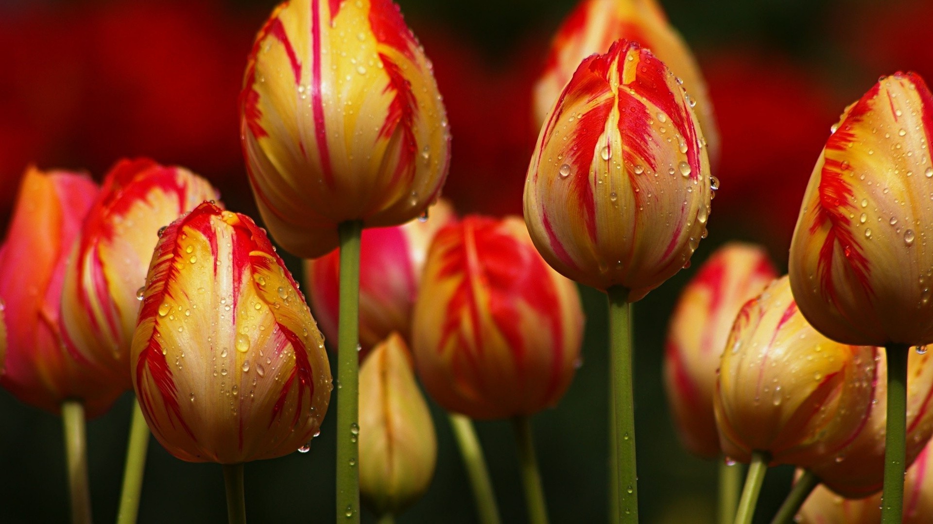 laleler doğa lale parlak yaz çiçek yaprak bahçe flora çiçek renk açık havada paskalya güzel hava