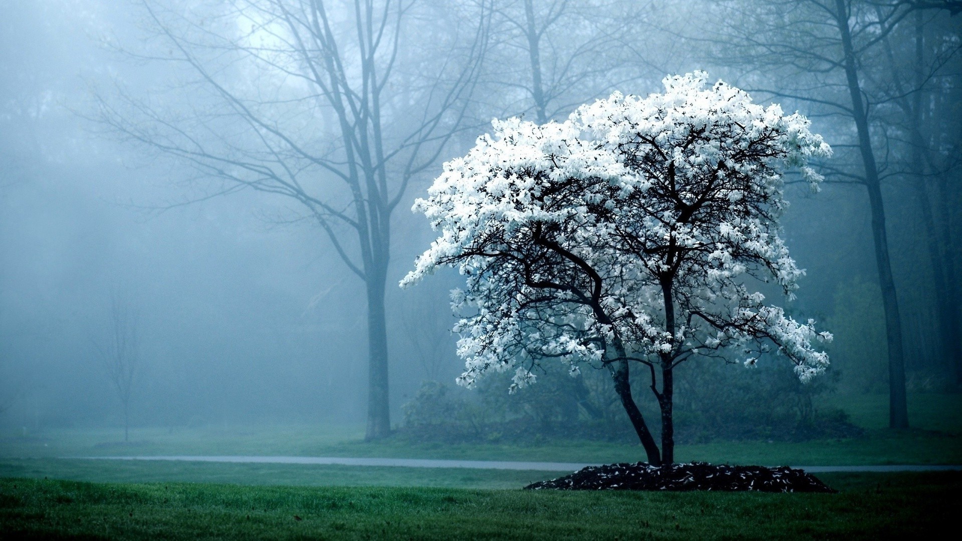 arbres brouillard bois brouillard paysage aube bois météo nature scénique branche campagne