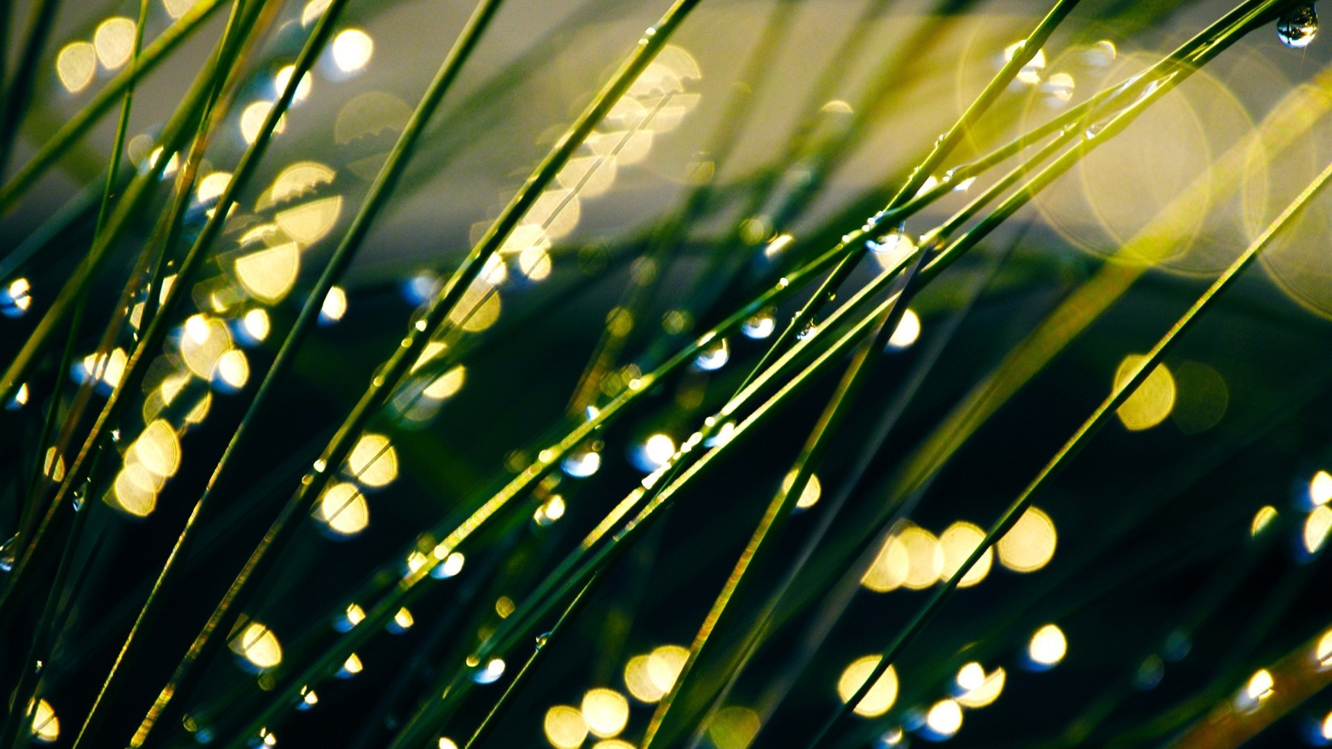 felder wiesen und täler regen tau tropfen blatt flora natur sauberkeit tropfen nass hell wachstum farbe wasser dämmerung sommer desktop frische gras unschärfe