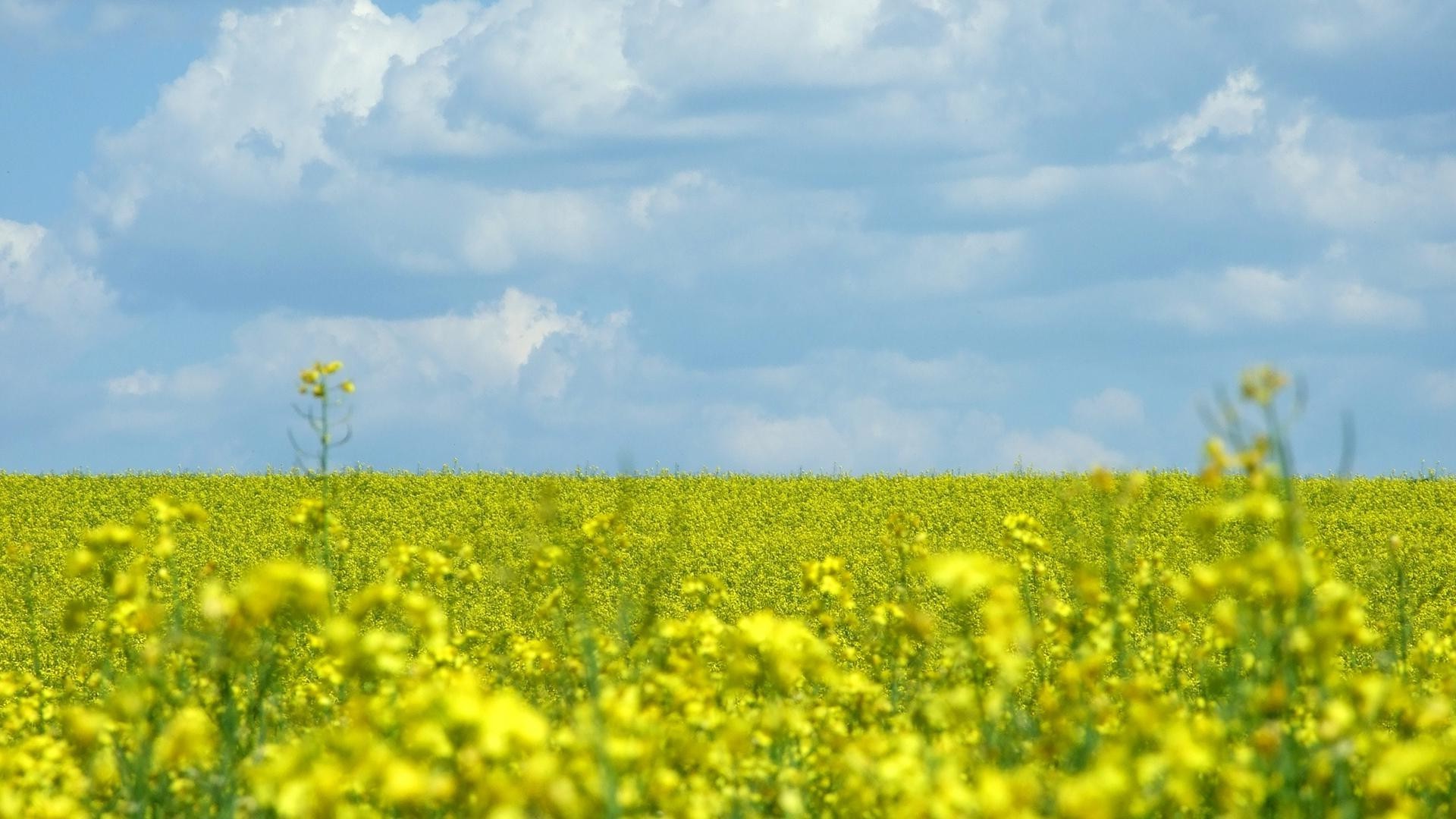 champ de fleurs champ agriculture fleur paysage nature rural huile récolte ferme été flore campagne colza à l extérieur soleil oléagineux beau temps foin environnement