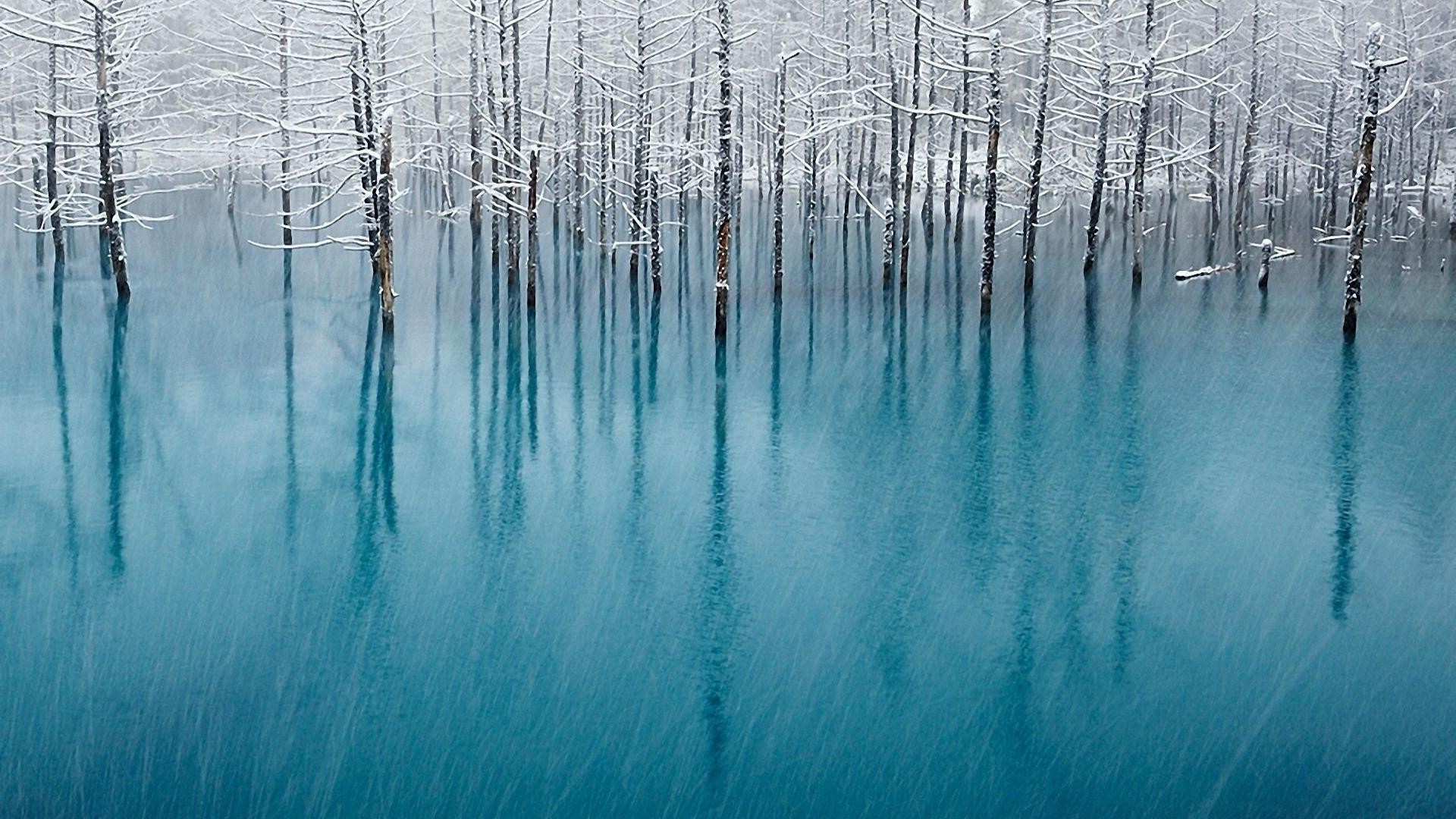 alberi inverno gelo freddo natura neve legno ghiaccio congelato all aperto luminoso acqua desktop