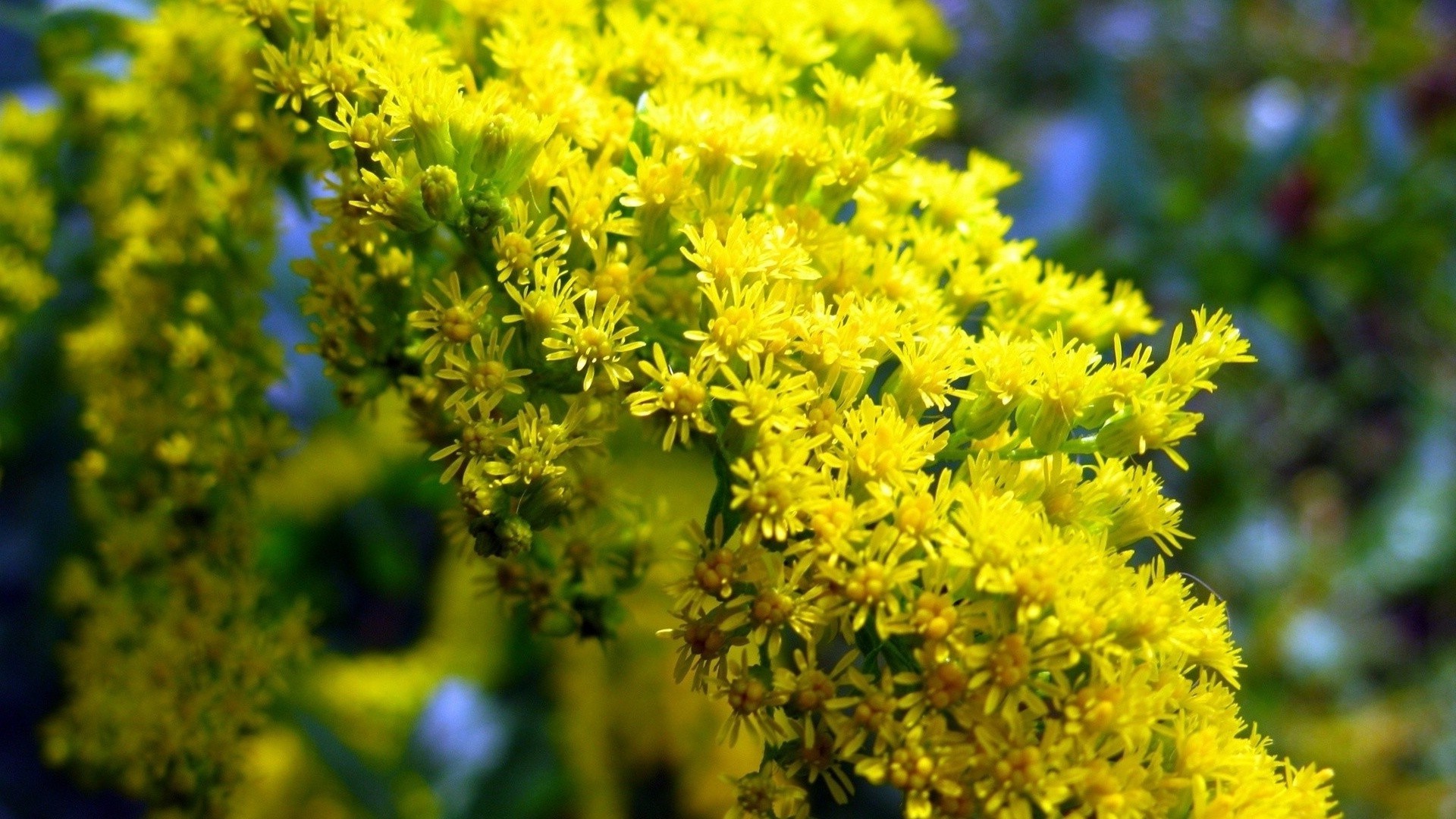 blumen natur blume flora blatt sommer baum garten im freien blühen blumen jahreszeit gras wachstum wild