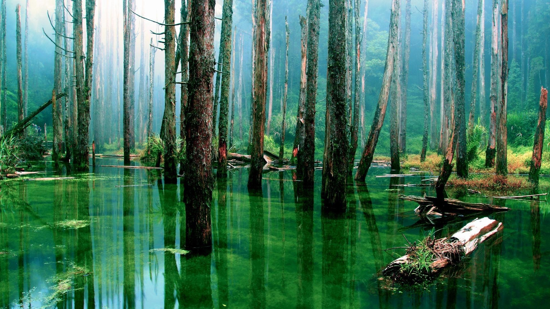 forest wood nature water leaf reflection tree landscape park lake fall dawn outdoors summer environment