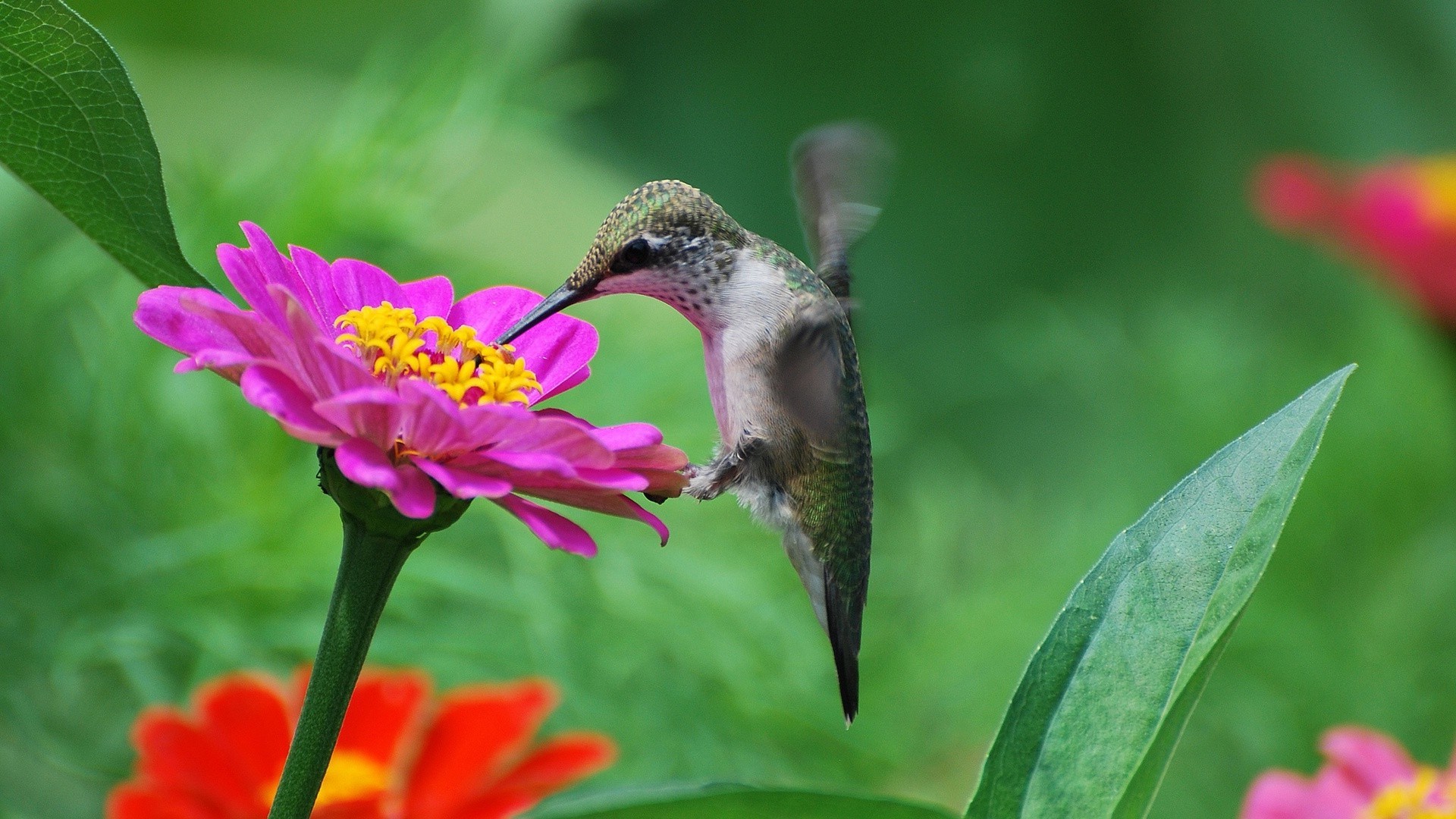 Колибри рядом с цветком скачать