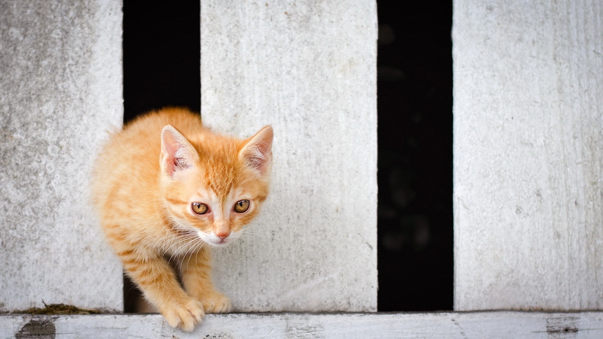 gatti gatto ritratto animale carino animale domestico gattino pelliccia occhio