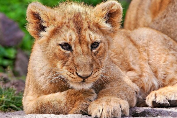 Petit lionceau se trouve à côté de sa mère