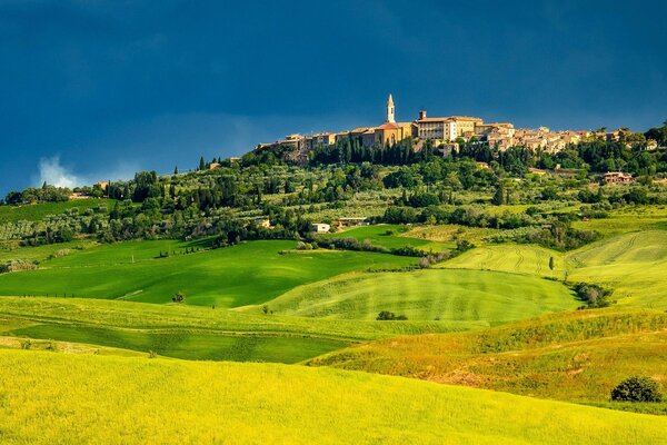 Agriculture on the background of a green meadow. Yellow flower. C