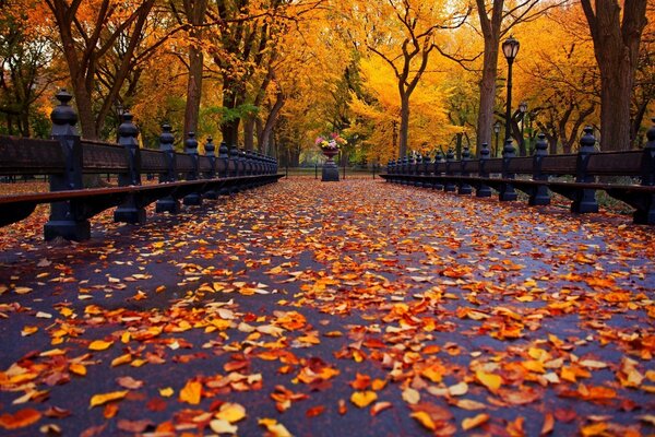 The path for walking in the autumn park