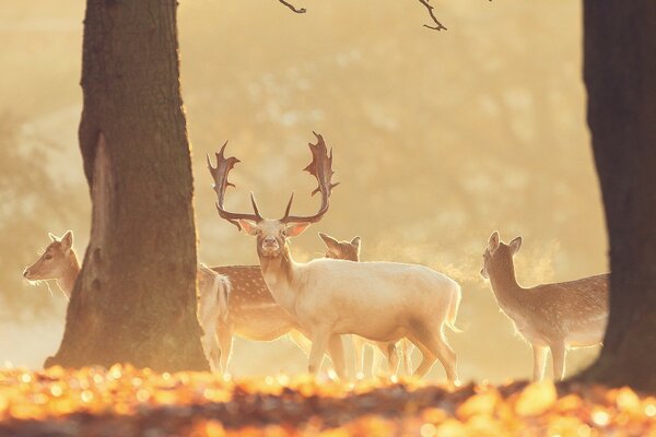 Eine Hirschherde grast im Wald